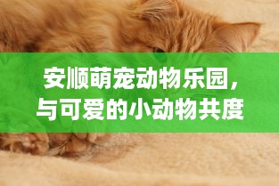 得物佳物分期额度提现商家指南，轻松领额度，助力电商之路
