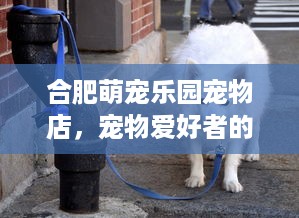 京东白条如何提现到钱包 京东白条提现到钱包全攻略，轻松操作，资金秒到账！