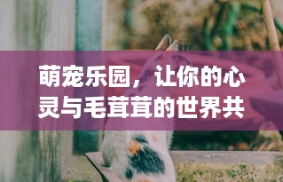萌宠乐园手帐，打造个性化的黄色系生活