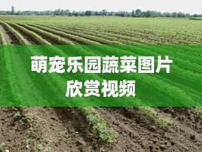自己微信分付套出来 揭秘微信分付套现攻略，轻松操作，小心风险！