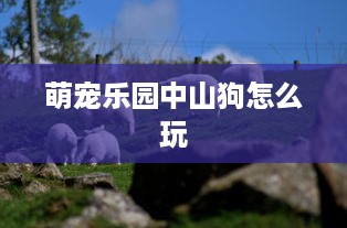 衢州幕童部落萌宠乐园门票信息全解析
