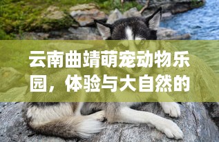 自营羊小咩便荔卡怎样取现 自营羊小咩便荔卡取现攻略，轻松操作，快速到账！