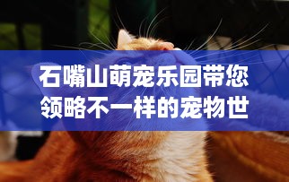 微信拉黑名单能查聊天记录？真相揭秘+实用指南