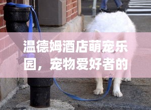 京东白条收的钱提现手续费吗 京东白条提现手续费揭秘，如何节省你的钱袋子？