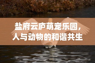 抖音月付余额提现到 抖音月付余额轻松提现，让你的零花钱立刻到账！