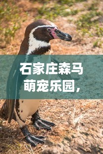 京东白条赏金赚到了怎么提现 京东白条赏金赚到了，怎么轻松提现到账？