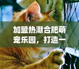 抖音月付怎么能套出来成功 抖音月付玩法揭秘，如何巧妙套出成功之道