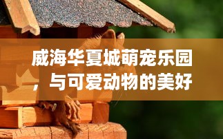 花呗额度提现与提升，轻松实现花呗自由