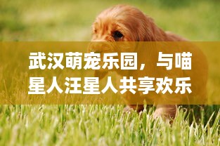 京东白条石家庄提现 京东白条石家庄提现攻略，轻松变现，享受便捷金融服务
