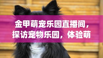 最近花呗提现到账慢 最近花呗提现到账慢？揭秘原因及应对策略