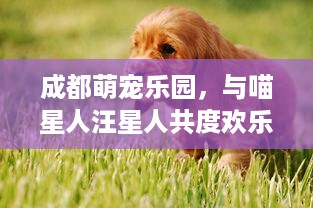 抖音月付银联闪付怎么套出来 揭秘抖音月付银联闪付套现攻略，轻松变现，你也能做到！