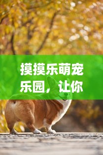 微信分付提现啤酒司机怎么提现 微信分付提现啤酒司机怎么操作？详细攻略+案例分享