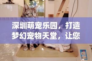 自己怎么用京东白条提现 轻松搞懂！京东白条提现全攻略，让你钱袋子鼓起来