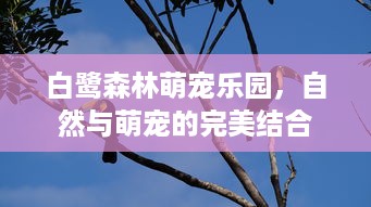 京东白条三万额度怎么提现 京东白条三万额度轻松提现攻略，让你资金流转无忧！