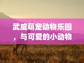 自己有花呗提现额度 揭秘花呗提现额度，你的小金库如何变大？