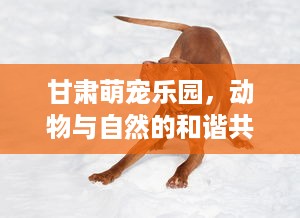 胖嘟嘟的萌宠乐园在线观看指南