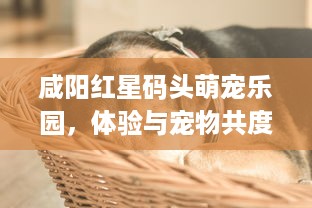 抖音月付用啥套出来最好使用 抖音月付套利攻略，揭秘最佳套用方法，轻松省下大笔开销！