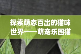 萌宠乐园浦东店地址查询