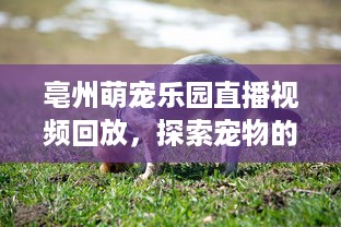 横岗萌宠乐园购票指南