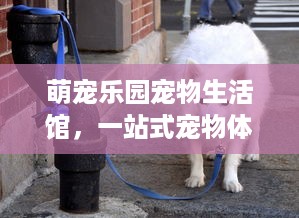 江苏萌宠乐园上海门店地址及案例说明