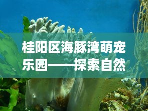 桓台萌宠乐园团购电话揭秘