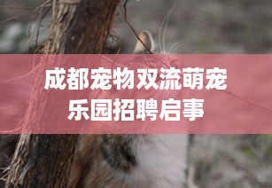 花呗额度提现攻略，花呗额度和放心借的那些事儿