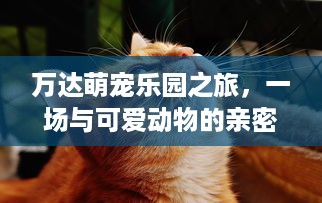 萌宠乐园滑梯汪星人的奇妙冒险