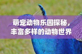 体育馆萌宠乐园视频大全