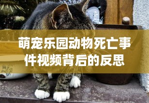 花呗额度提现后，为何花呗额度会被收回？