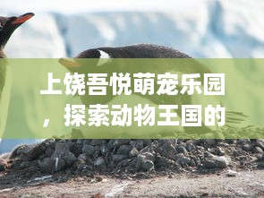 花呗额度提现后，为何花呗额度会被收回？