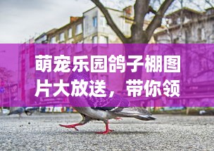 最新甜橙分期乐套出来技巧 揭秘最新甜橙分期乐套现技巧，轻松变现你的橙子积分！