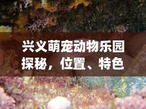 微信分付提现快的办法 微信分付提现快速攻略，轻松搞定，让你钱袋子鼓起来！