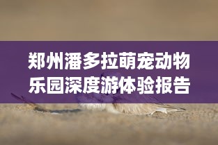 上海萌宠乐园星级策划服务案例