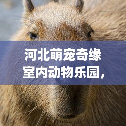 微信分付提现福州怎么提现 微信分付福州提现攻略，轻松操作，资金到账不是梦！