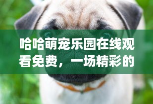 京东白条商家收钱怎么提现 京东白条商家收钱提现攻略，轻松操作，资金到账快人一步！