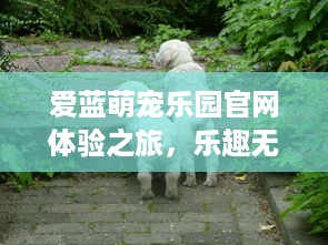 花呗额度提现指南，如何轻松获取花呗额度并提现？