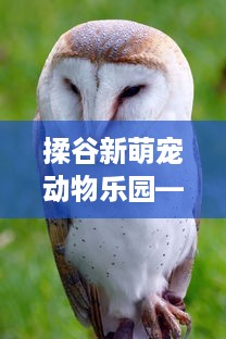 宁夏萌宠乐园设计收费解析