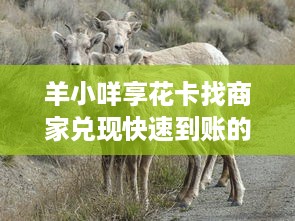 京东白条全部怎么提现 京东白条全部提现攻略，轻松操作，资金到账不是梦！
