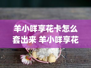 北京萌宠乐园商场探秘