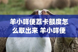 漳州萌宠乐园设计理念解析
