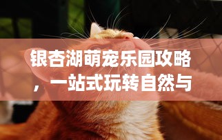 抖音月付有提现额度怎么提现 抖音月付提现额度轻松到账攻略，手把手教你提现操作！