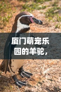 抖音月付有提现额度怎么提现 抖音月付提现额度轻松到账攻略，手把手教你提现操作！