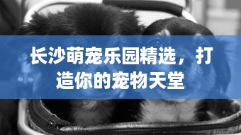 浙江萌宠乐园设计收费解析