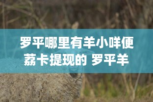 羊小咩便荔卡提现手续费高到离谱？手把手教你避坑指南！