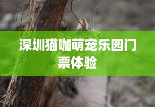 青神萌宠乐园收费标准表