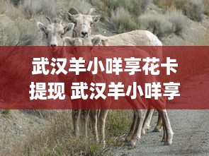 自己有白条提现额度 揭秘白条提现额度，你的钱包又多了一层保障！
