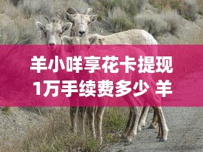 打造萌宠乐园门庭的视觉艺术