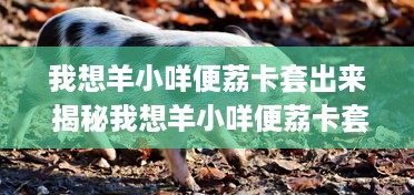 都匀精灵萌宠乐园深度体验报告