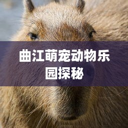 身份证查宾馆开房 揭秘身份证查宾馆开房，隐私保护与行业监管的平衡之道