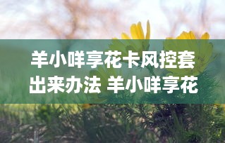 打造萌宠乐园的成本解析